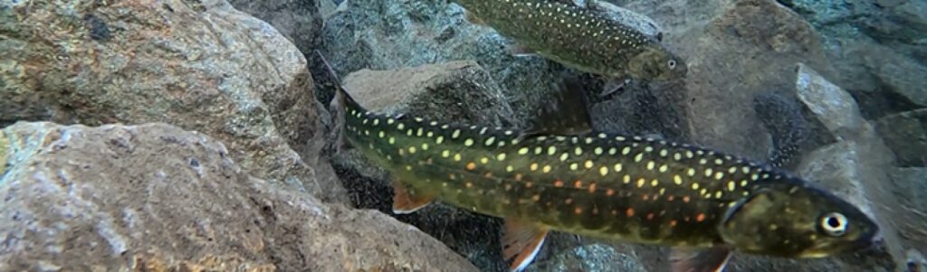 Protecting bull trout